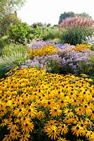 Prairie bed with coneflower and mountain aster, Rudbeckia fulgida Goldsturm, Aster amellus 