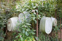 Old tin tubs in the rural garden 