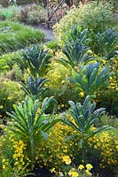Vegetable garden in autumn with palm cabbage, Brassica oleracea Nero di Toscana 