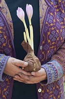 Hands holding a bulb with autumn crocus, Colchicum The Giant 