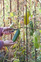 Harvesting the last cucumbers in autumn, Cucumis sativa 