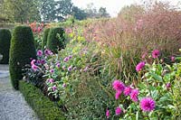 Garden with dahlias and switchgrass, Dahlia, Panicum virgatum 