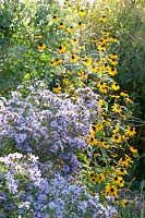 Combination of asters and coneflower, aster, Rudbeckia triloba 