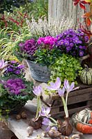 Pot garden in autumn, Erica gracilis, Lysimachia nummularia, Aster dumosus, Brassica oleracea, Cyclamen persicum, Colchicum The Giant 