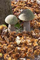 Still life with mushrooms and shells of sweet chestnuts, Castanea sativa Doree de Lyon 