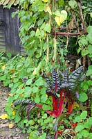 Vegetable garden in autumn, Beta vulgaris, Phaseolus vulgaris 