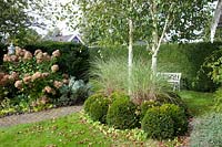 Autumn garden with Betula, Miscanthus sinensis Morning Light, Taxus, Hydrangea paniculata Limelight 