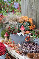 Autumn planting with sedge, creeping spindle, chrysanthemum and winterberry 