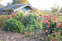 Autumnal vegetable garden with dahlias and celeriac, Apium graveolens 