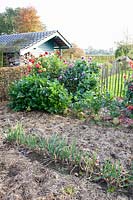 Autumn vegetable garden with dahlias, onions and celeriac, Apium graveolens, Allium cepa 