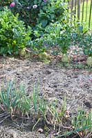 Autumn vegetable garden with onions and celeriac, Allium cepa, Apium graveolens 