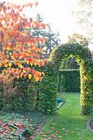 Hedge arch made of copper beech with Judas tree, Fagus sylvatica, Cercis canadensis Forest Pansy 