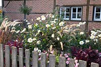 Front garden with fountain grass and dahlias, Pennisetum setaceum Rubrum, Dahlia Classic Swanlake 