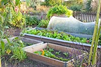 Vegetable garden in autumn with sugarloaf lettuce and radicchio, Cichorium intybus Jupiter, Cichorium intybus Galileo 