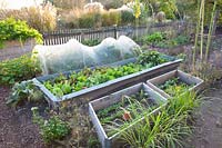 Vegetable garden in autumn with sugarloaf lettuce, radicchio and radishes, Cichorium intybus Jupiter, Cichorium intybus Galileo, Raphanus sativus Albena 