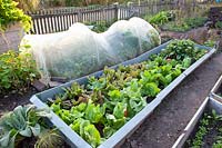 Vegetable garden in autumn with sugarloaf lettuce and radicchio, Cichorium intybus Jupiter, Cichorium intybus Galileo 