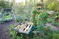 Vegetable garden in autumn and wheelbarrow with apples, Malus domestica Prinz Albrecht von Preußen 