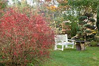 Country garden with seating area in October, Berberis thunbergii Rose Glow 