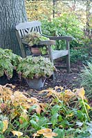 Seating in the autumn garden 