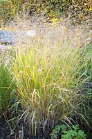 Switchgrass in autumn, Panicum virgatum 
