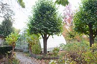 Greenhouse with lime tree, Tilia cordata 