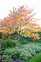 Autumn colouring of Judas tree, Cercis canadensis Forest Pansy 