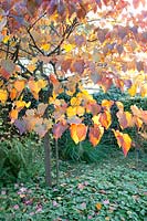Autumn coloring of Judas tree, Cercis canadensis Forest Pansy 