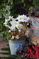 Pot with Christmas rose, Helleborus niger White Christmas 