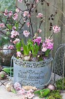 Pre-grown hyacinths and branches of winter viburnum, Hyacinthus, Viburnum bodnantense Dawn 