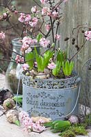 Pre-grown hyacinths and branches of winter viburnum, Hyacinthus, Viburnum bodnantense Dawn 