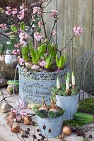 Pre-grown hyacinths and daffodils with houseleek, branches of viburnum, Hyacinthus, Narcissus Bridal Crown, Narcissus Falconet, Sempervivum, Viburnum bodnantense Dawn 