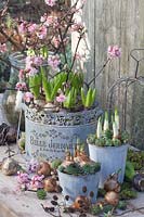 Pre-grown hyacinths and daffodils with houseleek, branches of viburnum, Hyacinthus, Narcissus Bridal Crown, Narcissus Falconet, Sempervivum, Viburnum bodnantense Dawn 