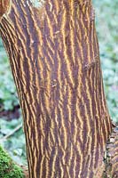 Bark of Japanese maple, Acer shirawasanum Palmatifolium 