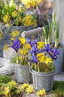 Winter aconites and reticulated iris in pots, Eranthis cilicica, Iris reticulata Harmony, Hamamelis intermedia Arnold Promise 