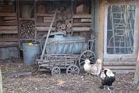Chicken coop with ladder, chickens and rooster of the Faverolles breed 