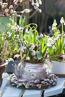 Decoration with snowdrops and pussy willows, Galanthus, Salix caprea 