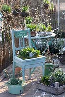 Chair planted with snowdrops, Galanthus nivalis Flore Pleno 
