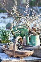 Still life in winter with basket, snowdrops and pussy willow, Galanthus, Salix caprea 