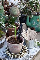 Snowdrops in pot, Galanthus nivalis Ecusson d'Or 