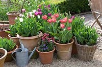 Tulips and Wallflower in pots, Tulipa Menton, Tulipa Purple Prince, Erysimum 