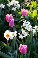 Combination tulips and daffodils, Tulipa, Narcissus triandrus Thalia 
