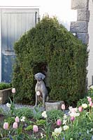 Doghouse made of yew, taxus 