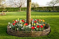 Tree disc with bulb flowers and willow edging 