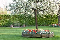 Pear tree with willow border, Pyrus domestica 