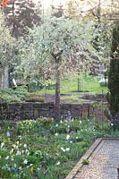Garden with ornamental pear, Pyrus salicifolia Pendula 