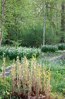 Jac.P.Thijssepark, sprouting ferns and Leucojum aestivum 