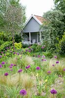 Prairie garden with ornamental allium and feather grass, Allium Purple Sensation, Nasella tenuissima 