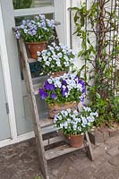 Ladder with horned violets in pots, Viola cornuta 
