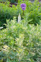 Variegated Mugwort, Artemisia vulgaris Oriental Limelight 