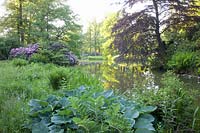 Trees and shrubs by the water, Hosta 